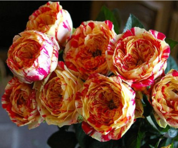 克瑞墨大牡丹毛茛之舞属于玫瑰花和月季的近亲,花朵中等,不大不小