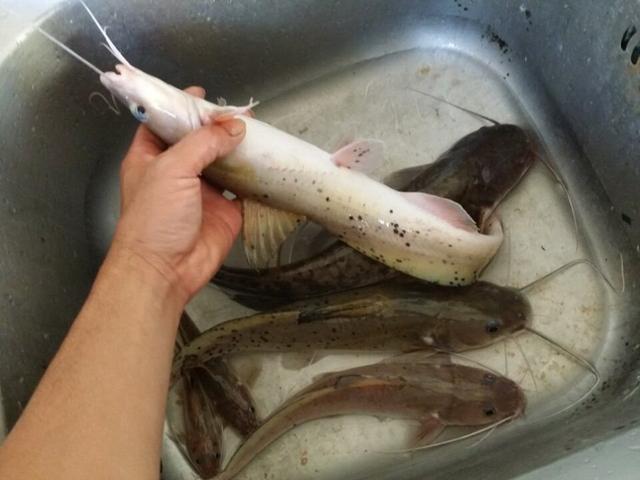 一斤上百元,能养殖却不能繁殖,广西产的最出名|剑鱼|芝麻|人工繁育