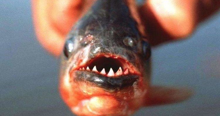 于3亿年前出现在地球上,比恐龙还稍早些,而在数亿年的进化史中,鲨鱼