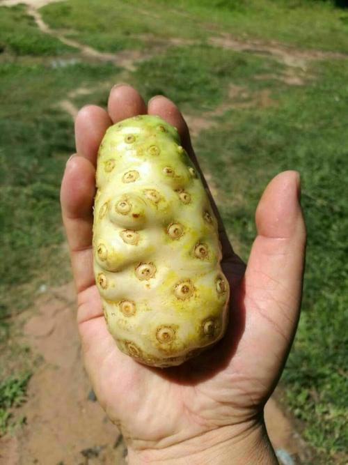 南方多见味道特别臭吃起来却好吃一斤卖40农民可种吗