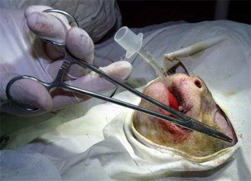 他们对存活了20个小时的猴子实施了安乐死,虽然"换头"手术风险很大,但