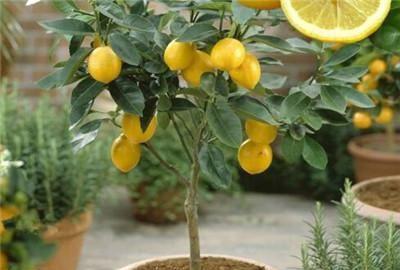 香水柠檬盆栽种植方法