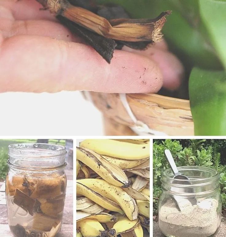 香蕉皮变成肥料和驱虫剂这5种实用方法学一下