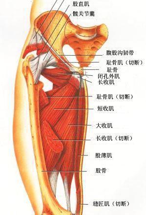 由半膜肌,股二头肌长短头,半腱肌组成.