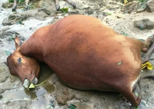 这些母牛的死亡原因是因为台风将牛圈旁的高压线吹倒,母牛受高压电