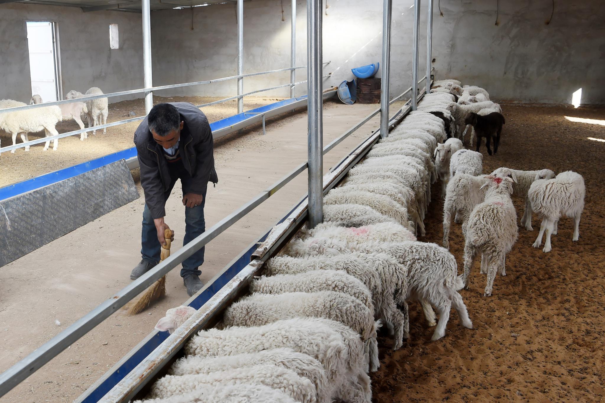 古浪县黄花滩生态移民区富民新村养殖小区,村民钟华魁在打扫养殖暖棚
