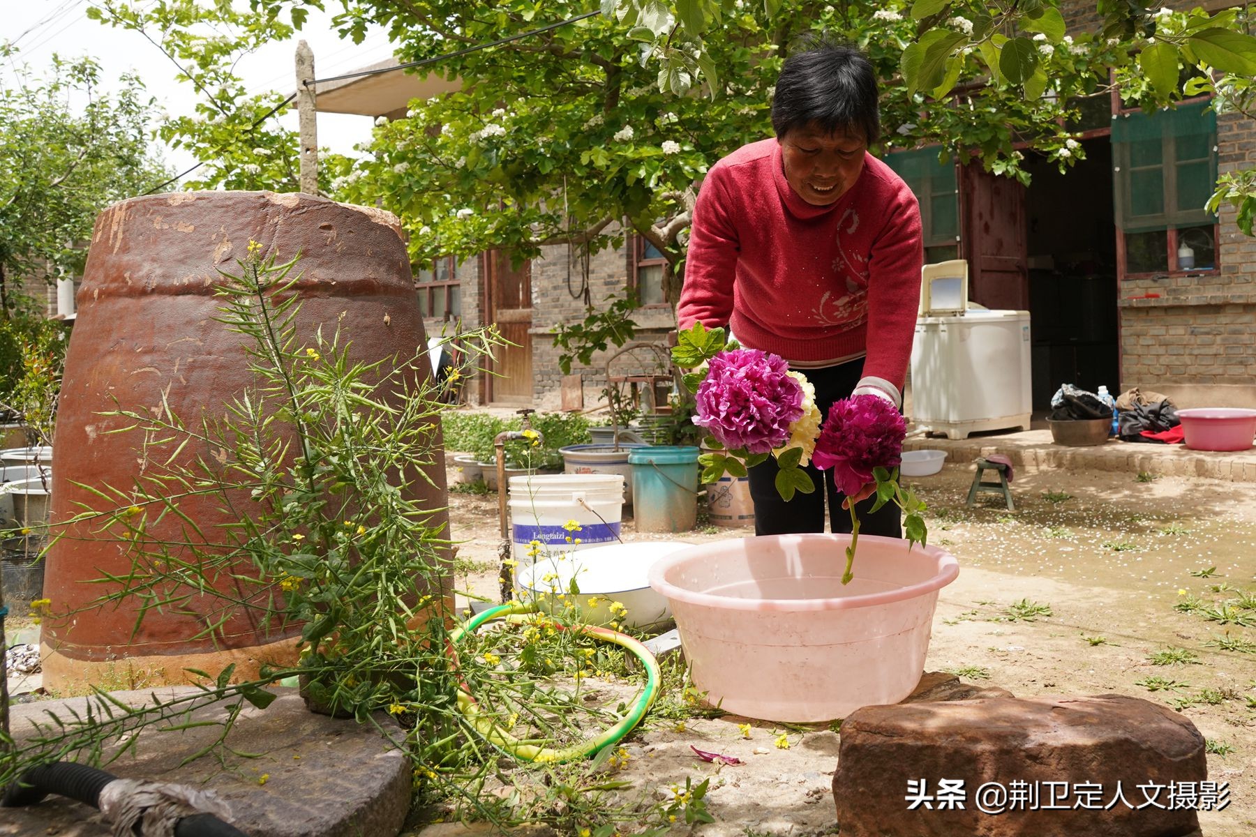 山西7旬农村大娘用牡丹花做美食,美容养颜美女最爱吃,看咋做