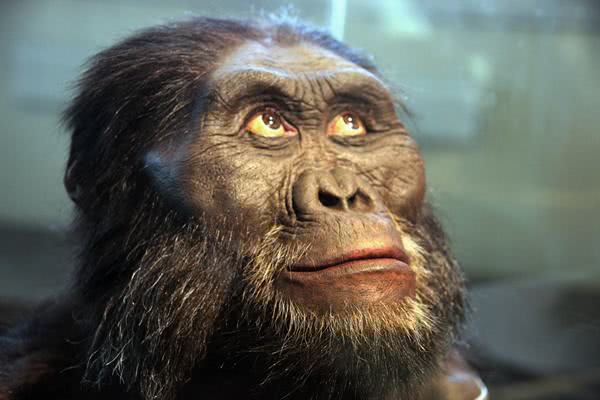 埃博拉病毒起源猴子图片