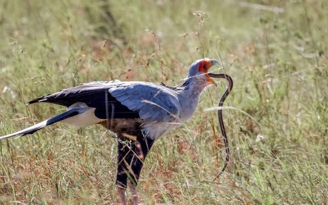 中国最凶猛的一种鸟类,把毒蛇当成辣条吃,网友:味道如何?
