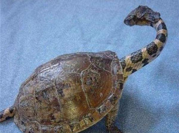 男子发现奇葩生物两头像条蛇中间像乌龟村里老人纷纷表示不认识