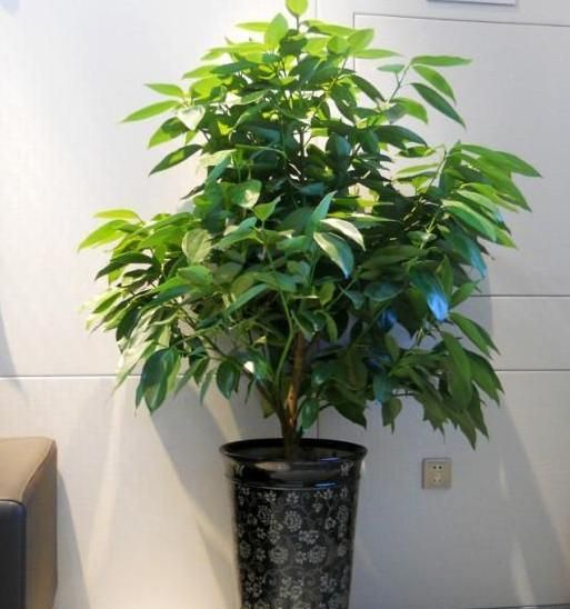 客厅摆放什么花最吉利1  桃花 客厅摆放桃花,是可以利于一个人的感情