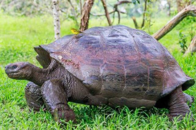 考古学家发现史前超级巨龟,体型是现代近亲的100倍!