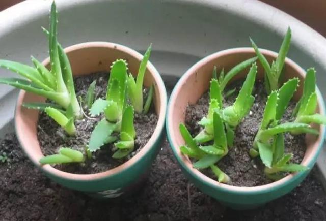 种植芦荟敷面膜省钱又安全?盆栽贯彻3点,用三,五十年没问题