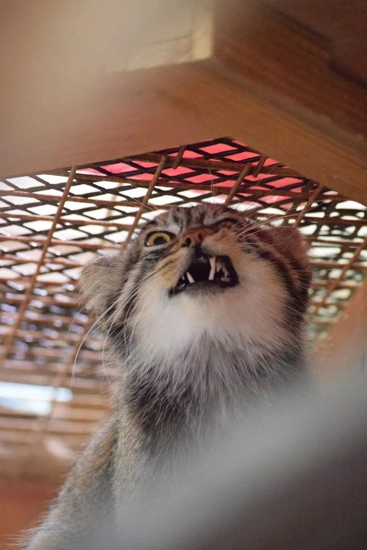 兔狲堪称动物界的表情包扛把子,不接受任何反驳|兔狲|表情包|藏狐