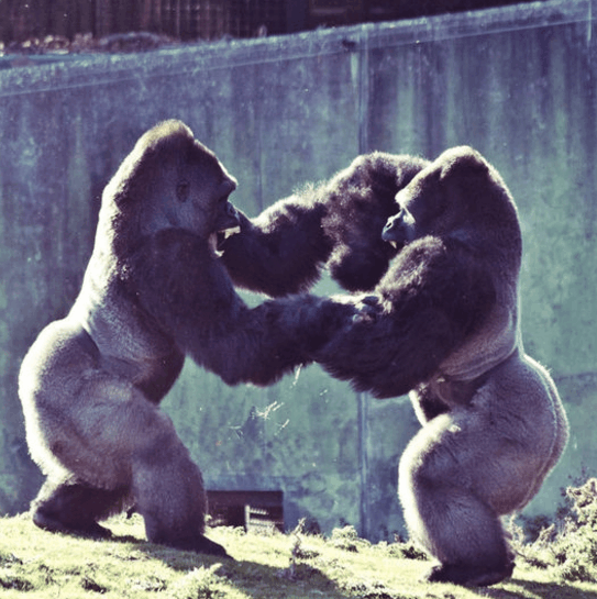 动物世界片头猩猩打架图片