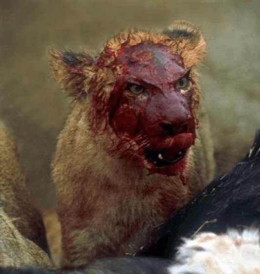 成功猎杀了大型食草动物之后,狮子在享用美餐,这只母狮吃的满头是血