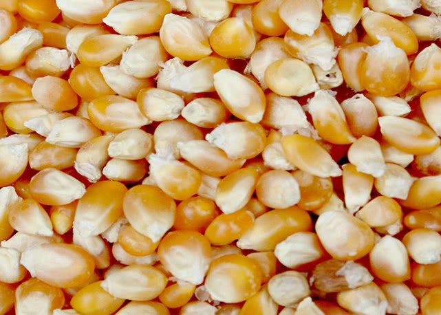 啤酒加这几种东西泡玉米粒,钓鲤鱼草鱼效果不是一般好