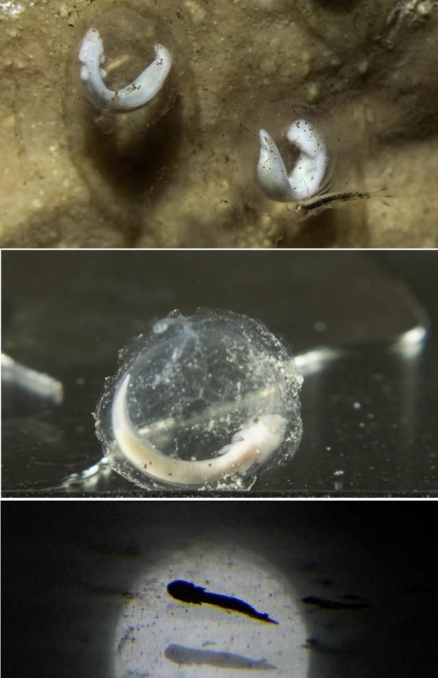 毕竟他们看到了小龙的诞生,接下来他们可能要操心洞螈到底能活多久了