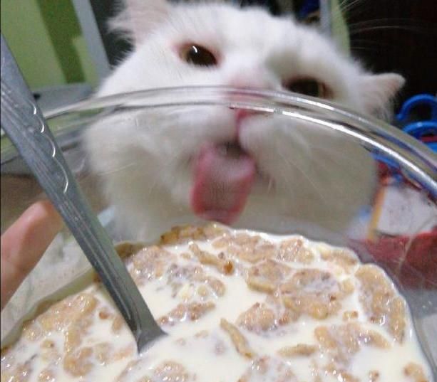 主人用玻璃碗吃东西,猫咪馋到舔碗:咦,怎么没吃到?
