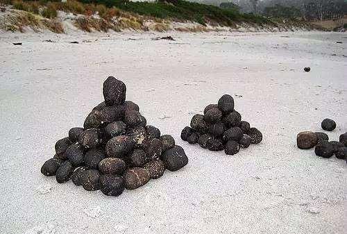 为什么袋熊拉出方形的便便难道它的肠道是方的吗