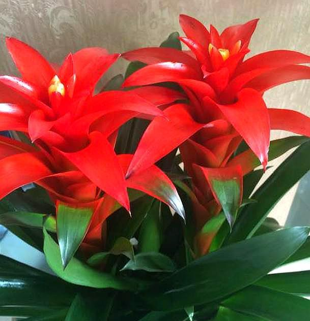 7种象征吉祥好运的花(家里再穷也要养这3种花)