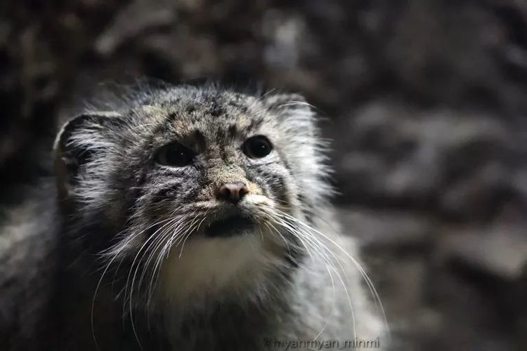 兔狲堪称动物界的表情包扛把子,不接受任何反驳|兔狲|表情包|藏狐