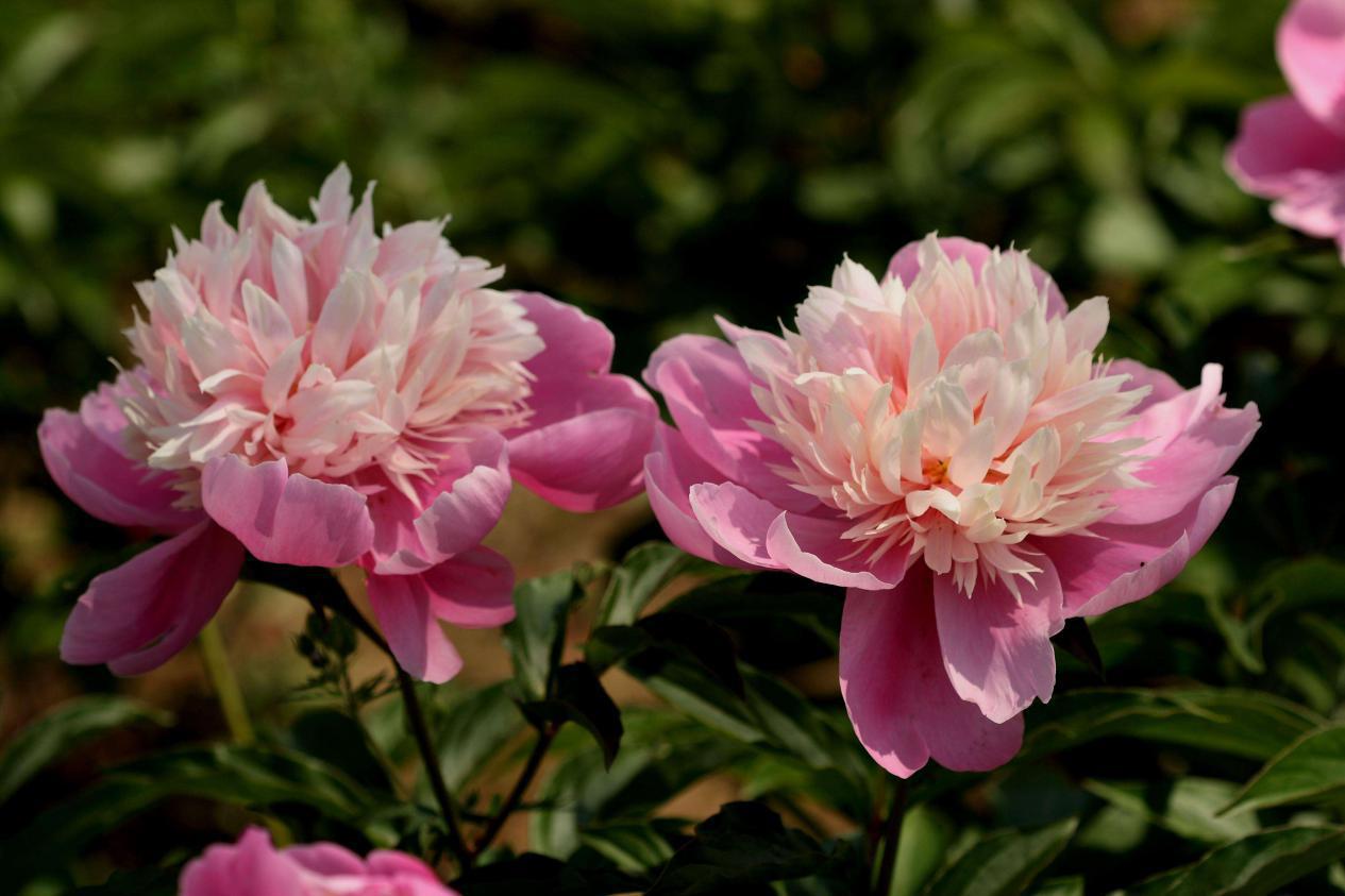 下周,前途开出富贵花,转运翻身,财运亨通永发达的几大星座