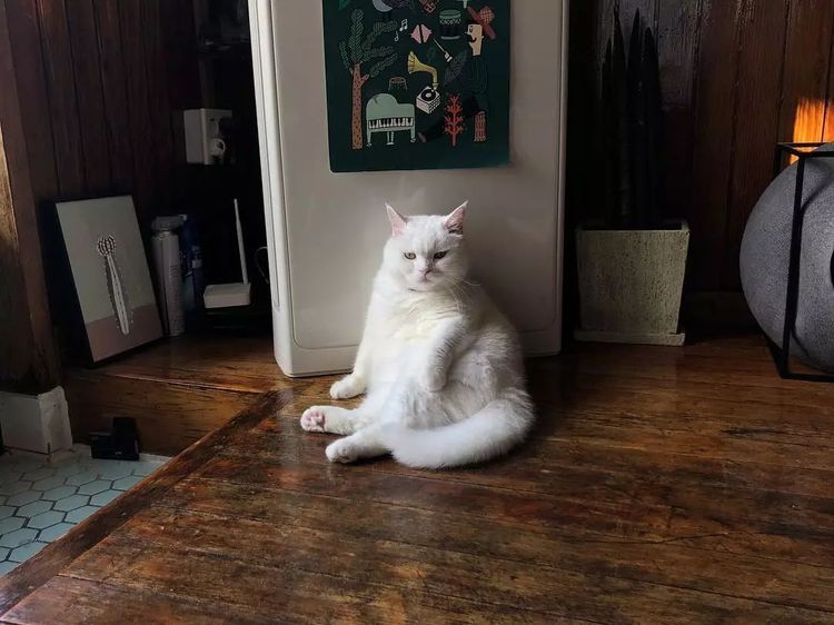 一只永远表情凝重的喵星人:眉头一皱发现事情并不简单