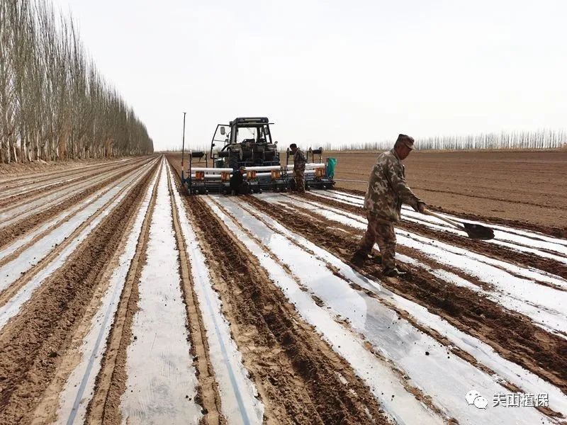 棉花播种,一些技术要点要注意
