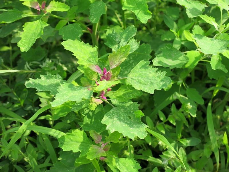 野菜|嫩芽|灰菜_新浪新闻