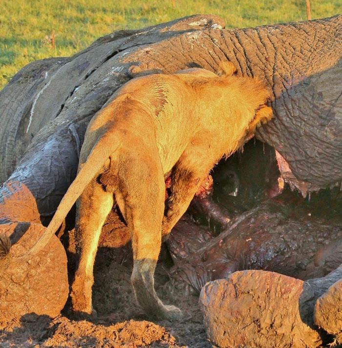 雄狮掏肛到一半掏出鬣狗来狮子你吃饱了吗