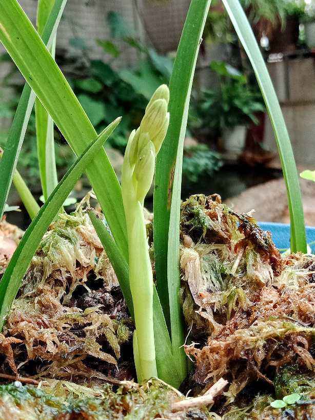 兰花养好几年就是不发新芽今天给它催一催过几天就蹭蹭冒