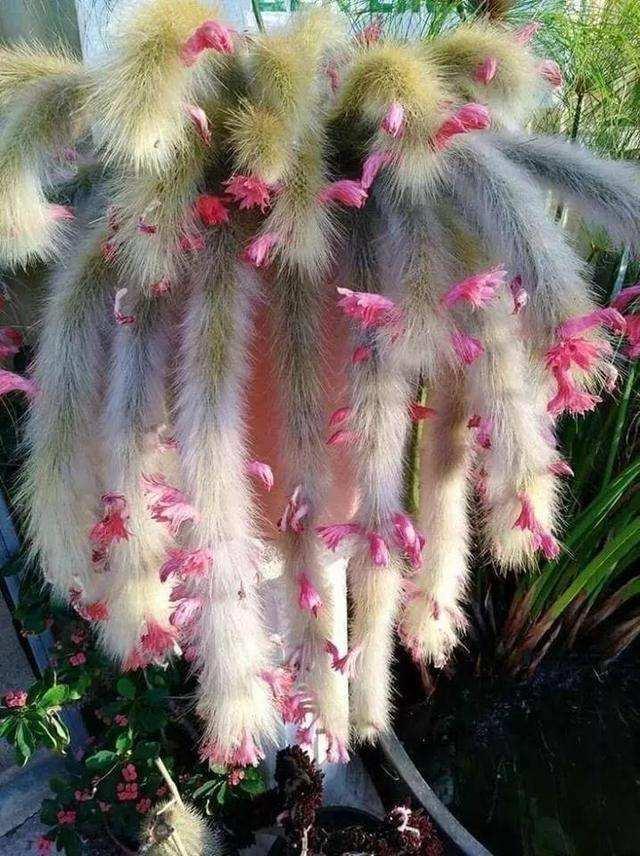 猴尾柱品种少见,比多肉稀有,在家养一棵很大气,邻居看了都羡慕