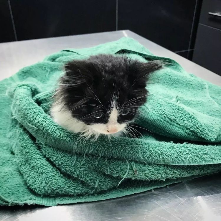 两只被遗弃在路边的流浪小奶猫命中注定成了难兄难弟