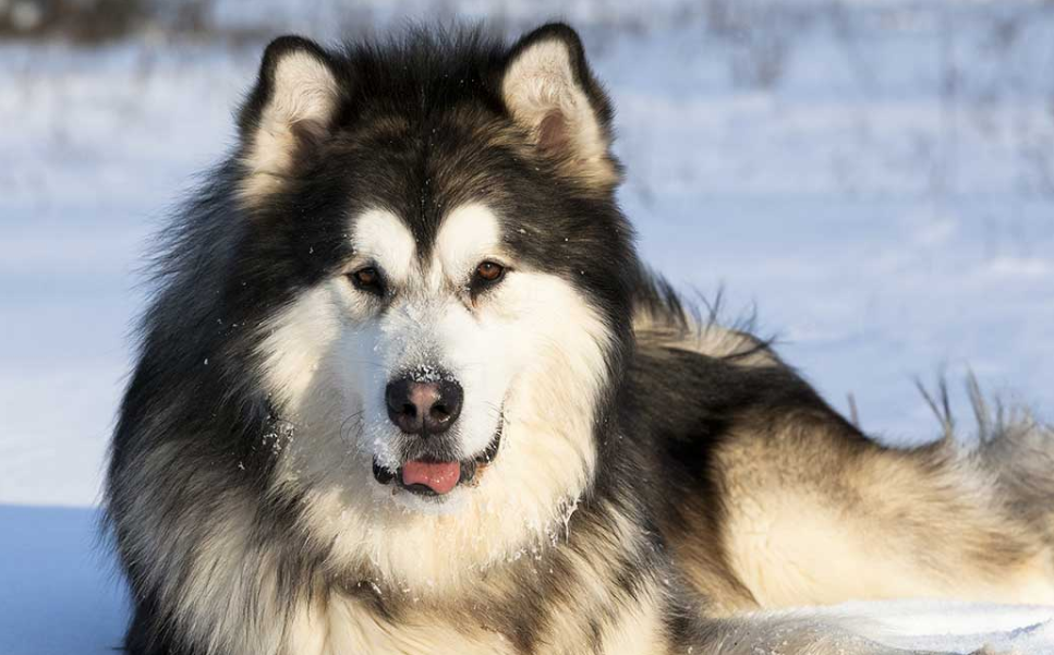 这5种狗狗体型虽大却温柔,肯定不拆家