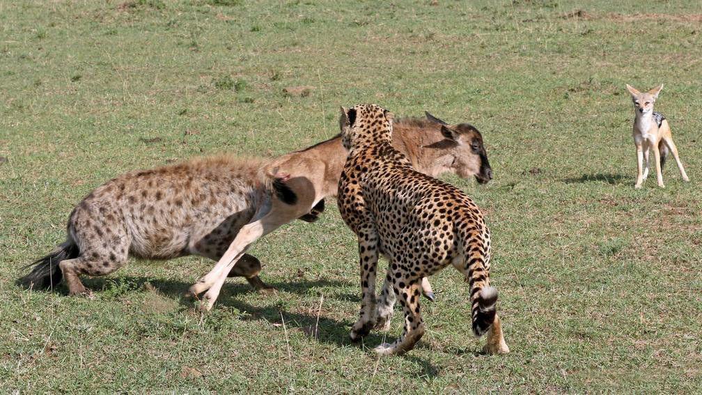 花豹从鬣狗嘴中夺食放跑角马, 鬣狗: 那我也只能掏豹肛了!