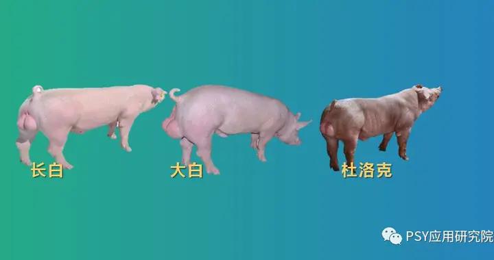 三元母猪配哪个公猪生产成绩更好?长白?大白?杜洛克?_新浪新闻