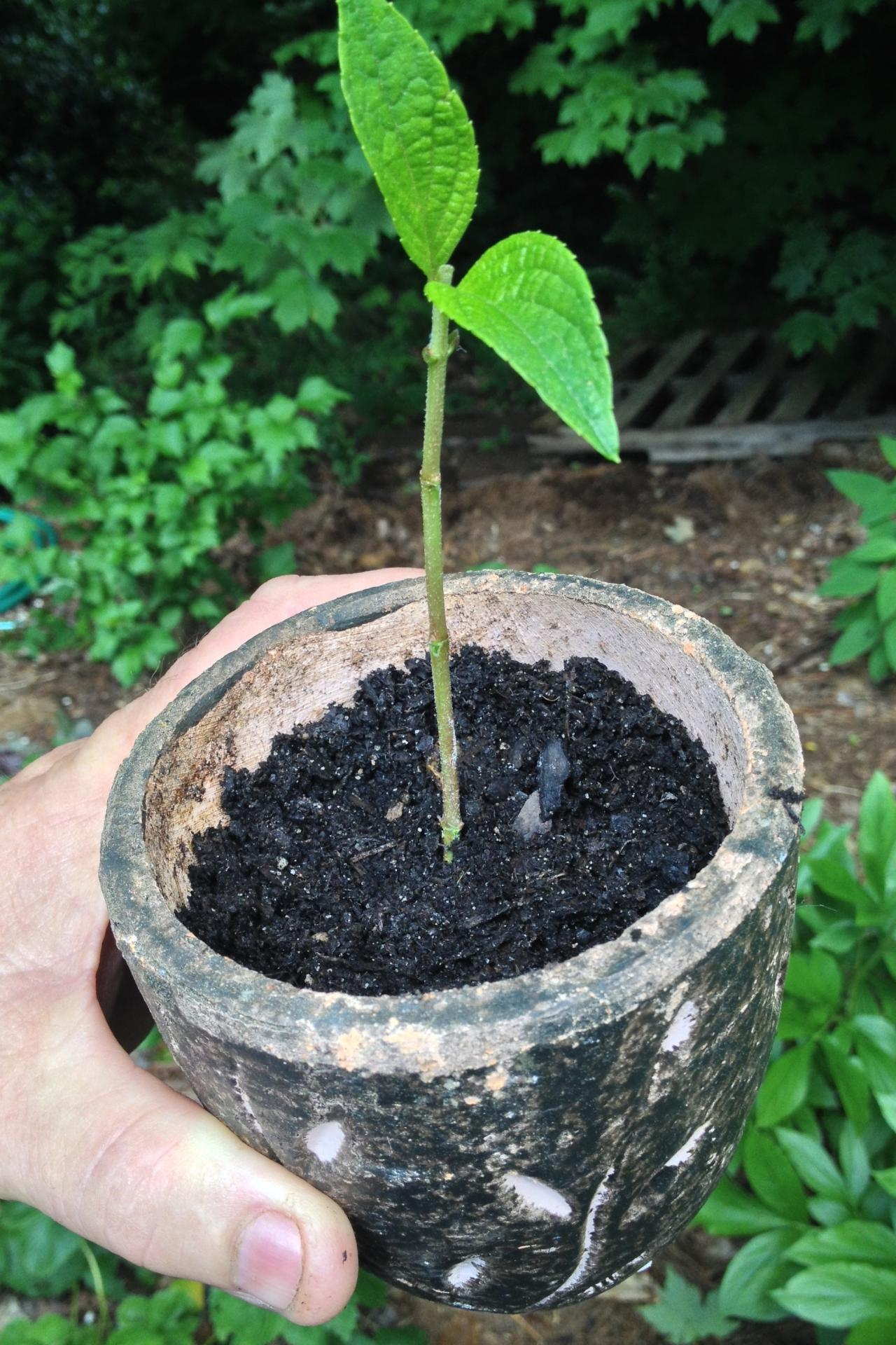 生根粉的使用方法