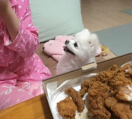 女主人当着家里狗狗的面啃炸鸡块,你猜小狗狗会是啥反应?