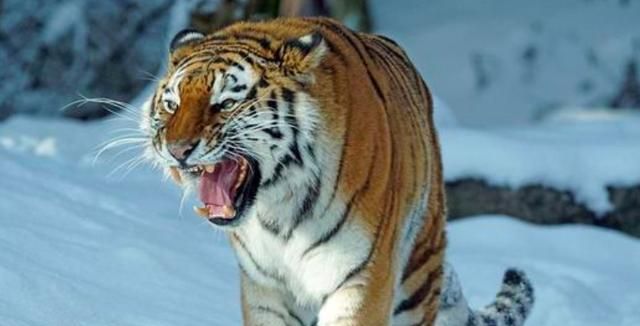 母老虎与公老虎激烈搏斗被摄影师全程拍下这动作实在高萌