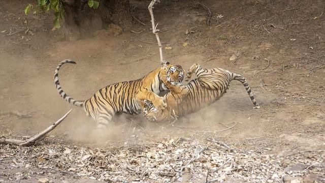 母老虎与公老虎激烈搏斗被摄影师全程拍下这动作实在高萌