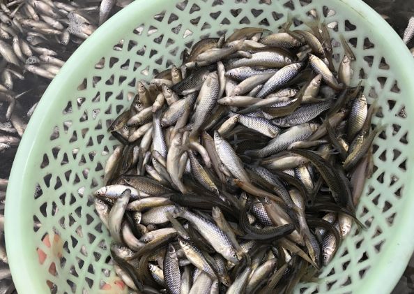 一桶野生鱼, 拿到城里售卖遭质疑, 一斤10元没人买|野生鱼|质疑|小鱼