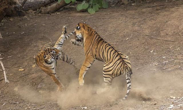 母老虎与公老虎激烈搏斗被摄影师全程拍下这动作实在高萌