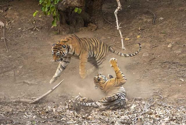 母老虎与公老虎激烈搏斗被摄影师全程拍下这动作实在高萌