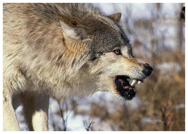 这种野狼很能打架,它的家族类似特种兵,美洲豹都要让它三分