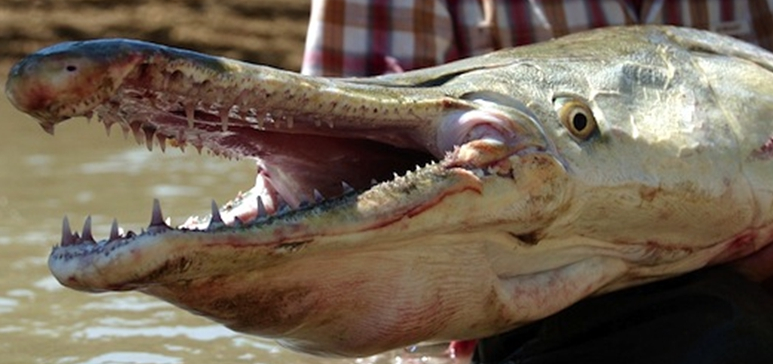 男子钓到一条长相很像鳄鱼的怪鱼,让附近居民大惊失色