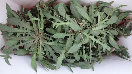 苦菜|奶浆|野草_新浪新闻