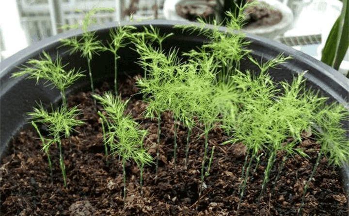 王叔家的文竹,白花爆盆了,还结了"黑珍珠",繁殖出了20盆小的