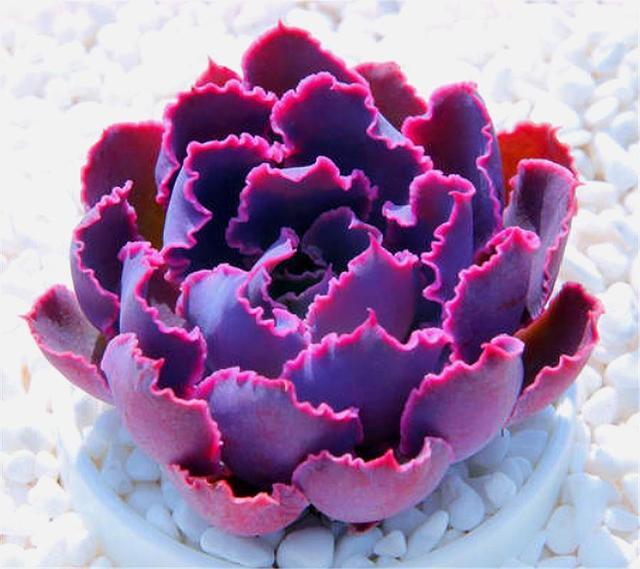 最美的紫色多肉颜色深邃易成老桩只要3招新手也能养得好