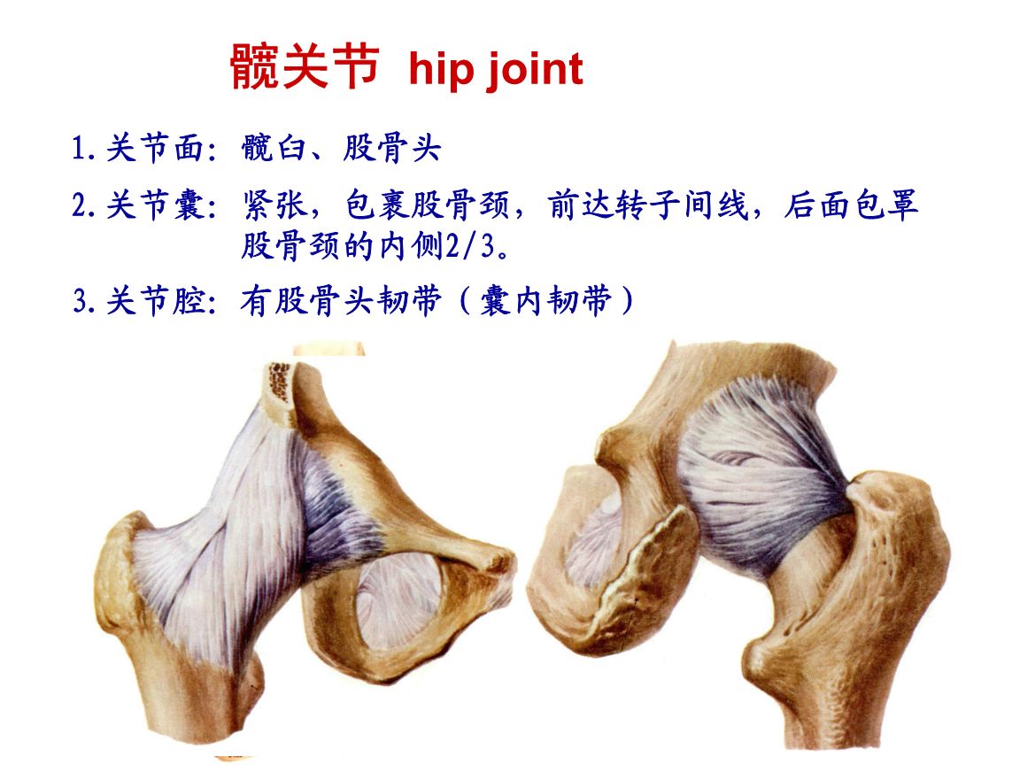 髋关节总是疼痛4个拉伸动作让跑步更加轻松